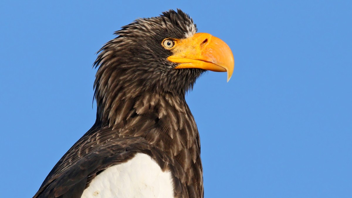 Steller's Sea-Eagle - ML634938783
