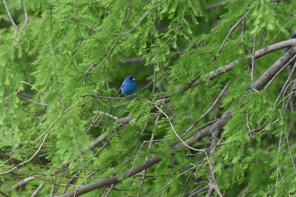 ルリノジコ - ML634938806