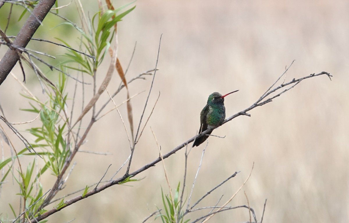 Broad-billed Hummingbird - ML634938996