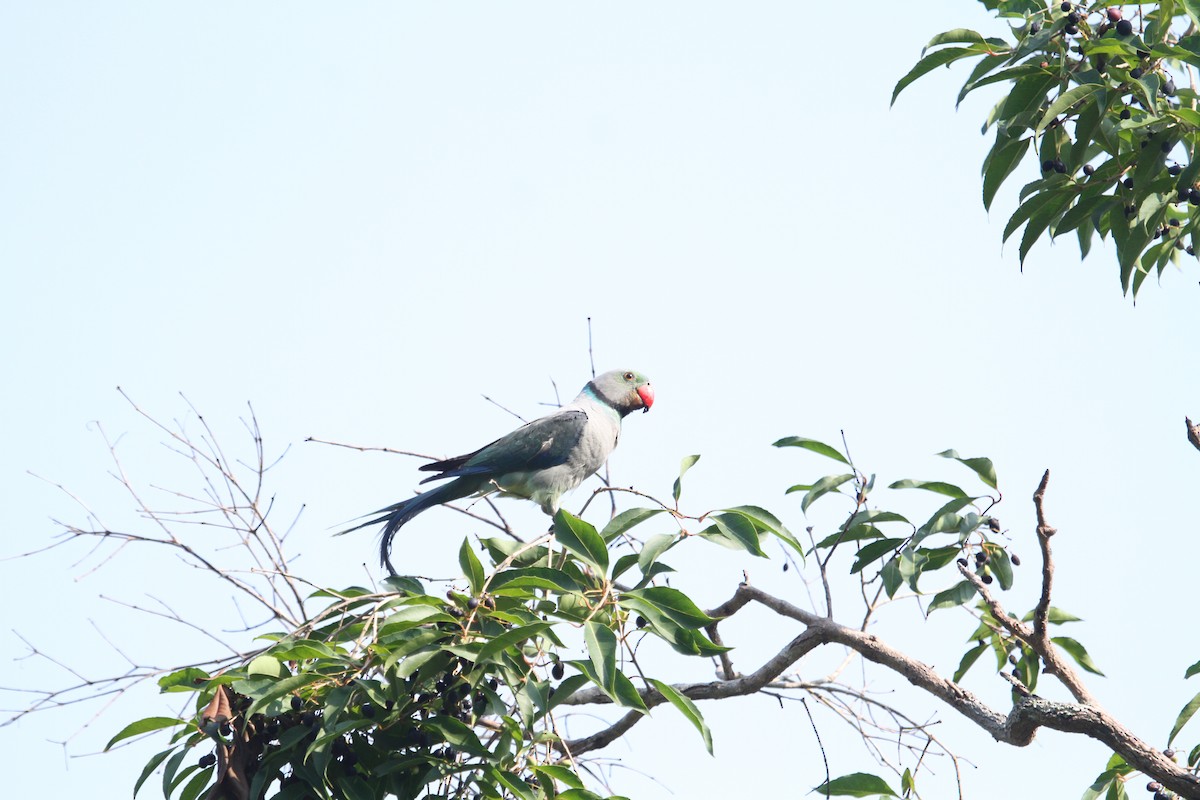 Malabar Parakeet - ML634939008