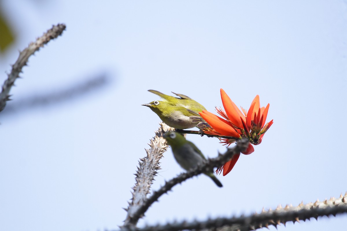 Indian White-eye - ML634939048
