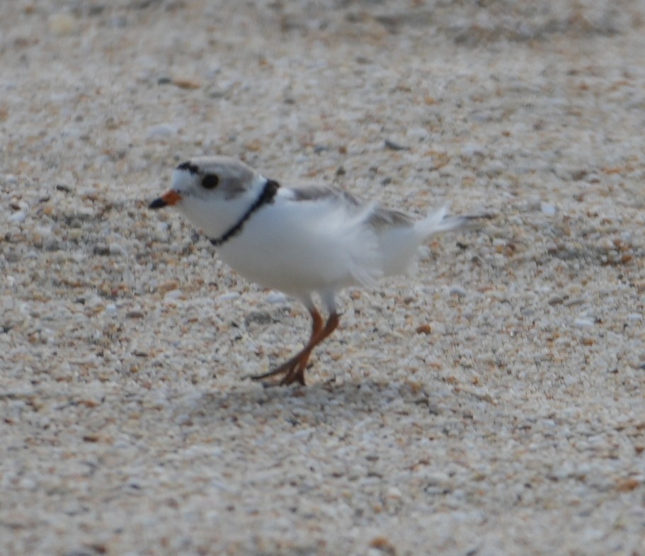 Piping Plover - ML634939070
