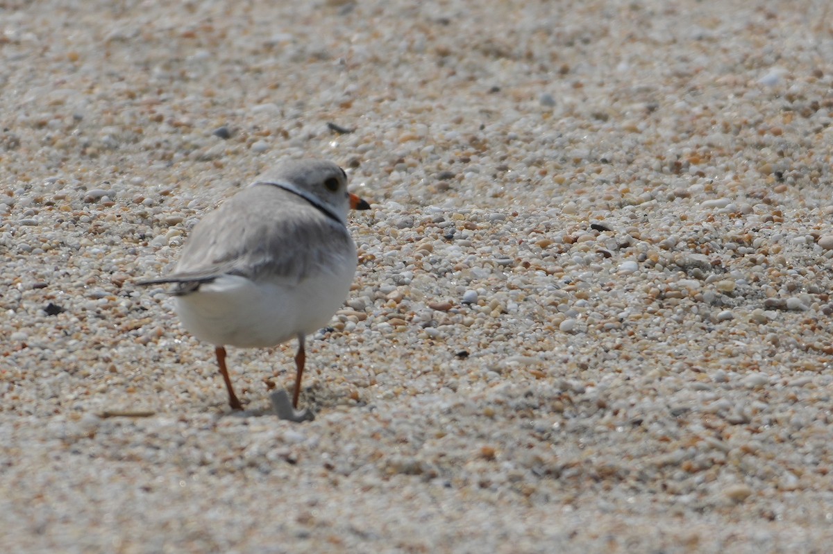 Piping Plover - ML634939075