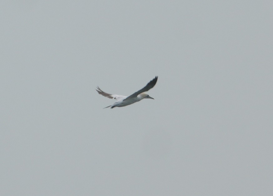 Northern Gannet - ML634939099