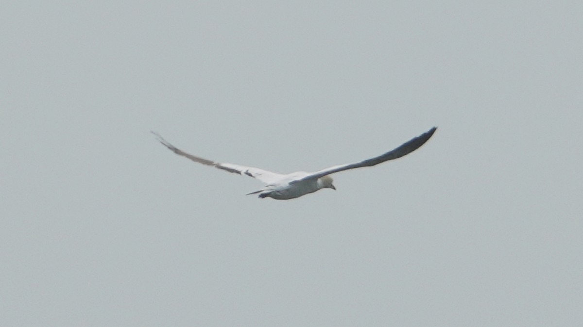 Northern Gannet - ML634939103