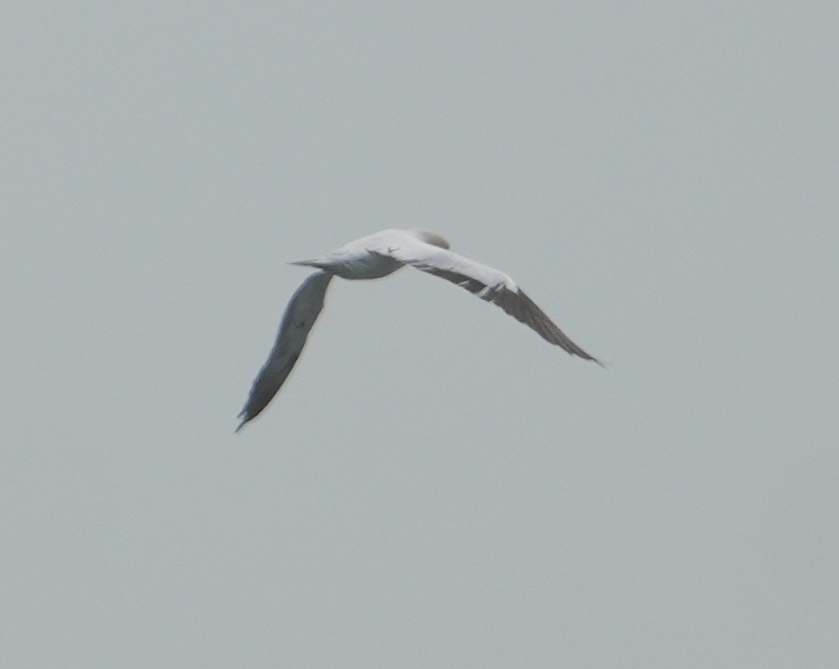 Northern Gannet - ML634939104