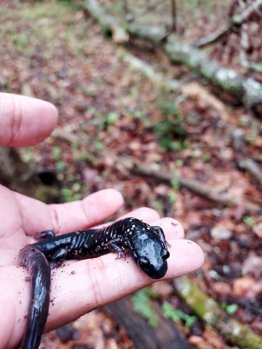 White-spotted Slimy Salamander - ML634939114
