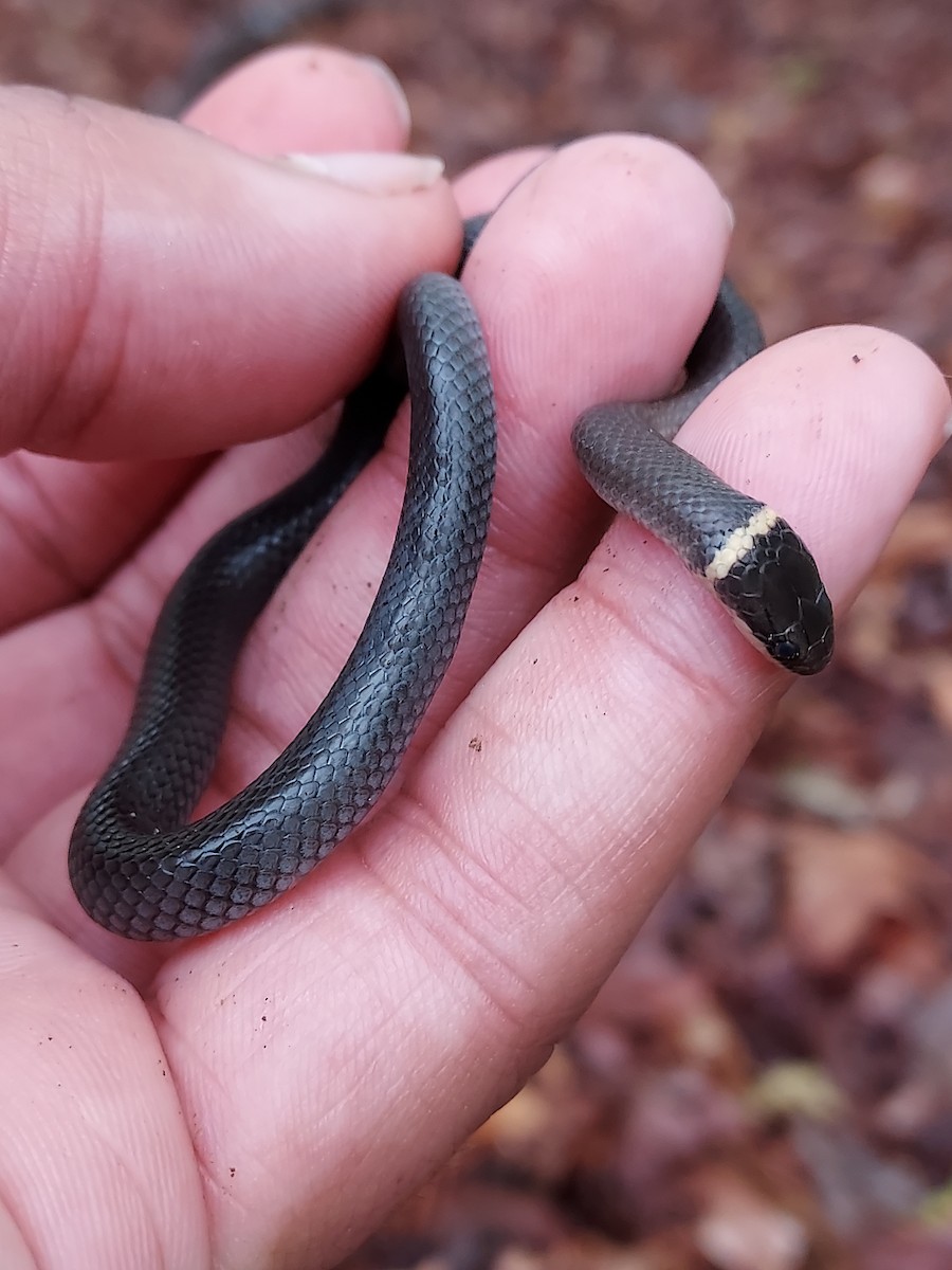 Ring-necked Snake - ML634939115