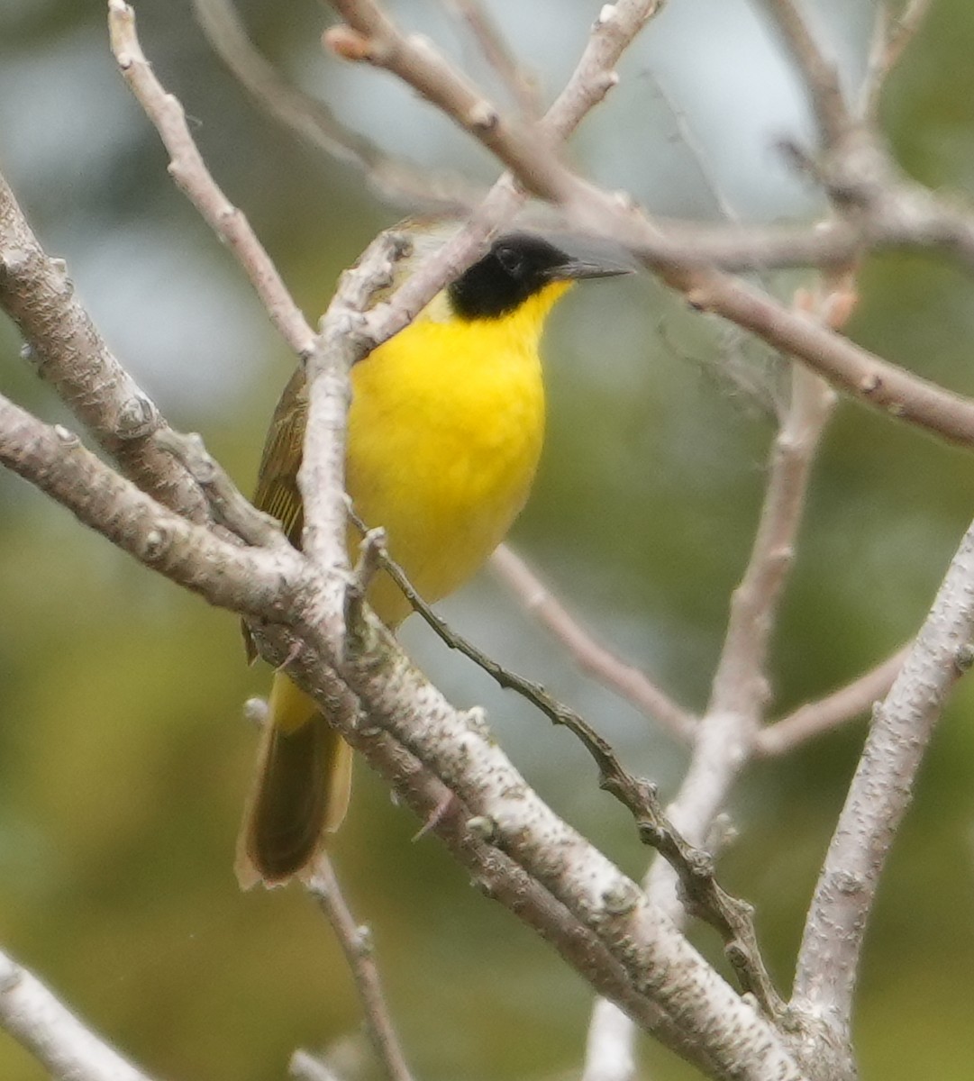 Common Yellowthroat - ML634939122