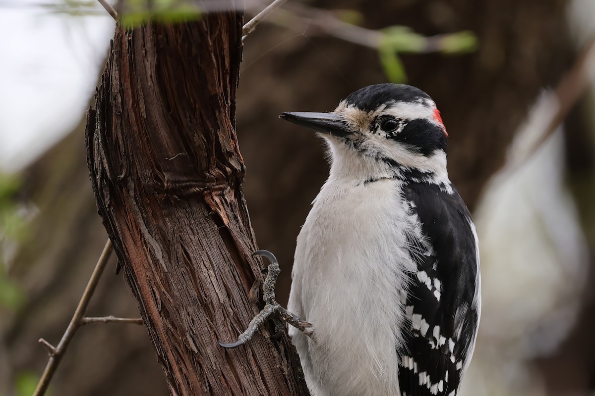 Hairy Woodpecker - ML634939153