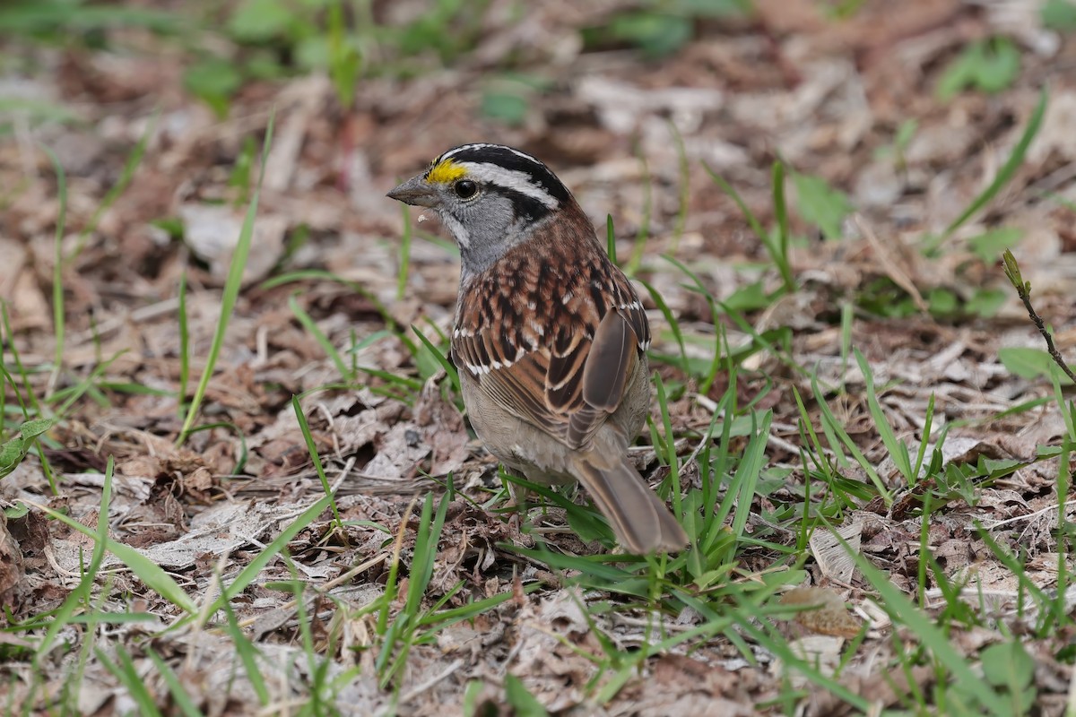 White-throated Sparrow - ML634939178