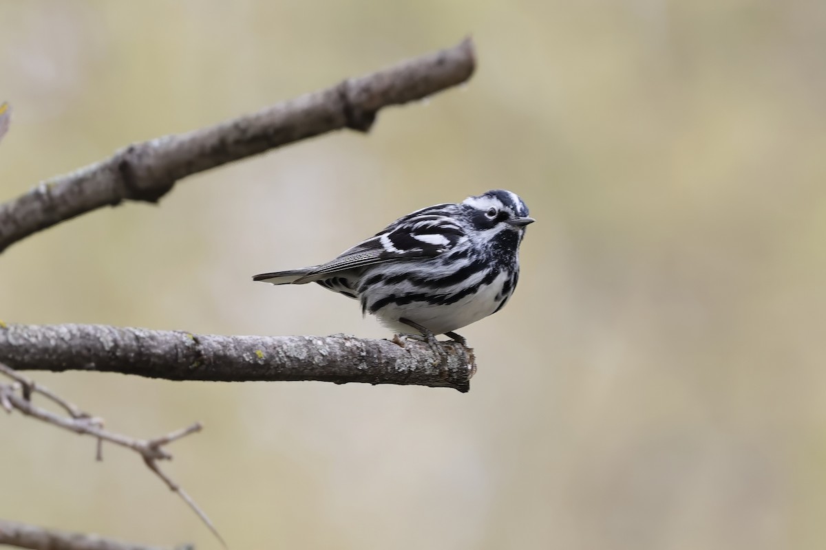 Black-and-white Warbler - ML634939189
