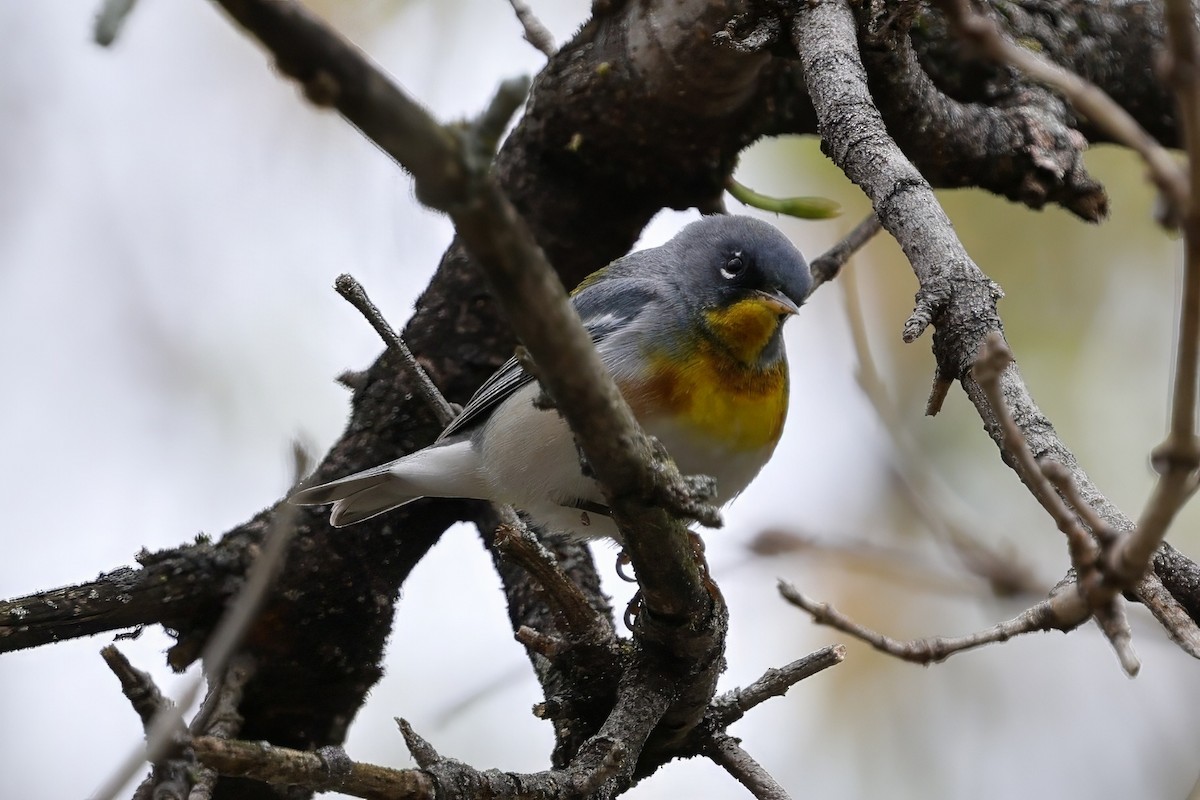 Northern Parula - ML634939208