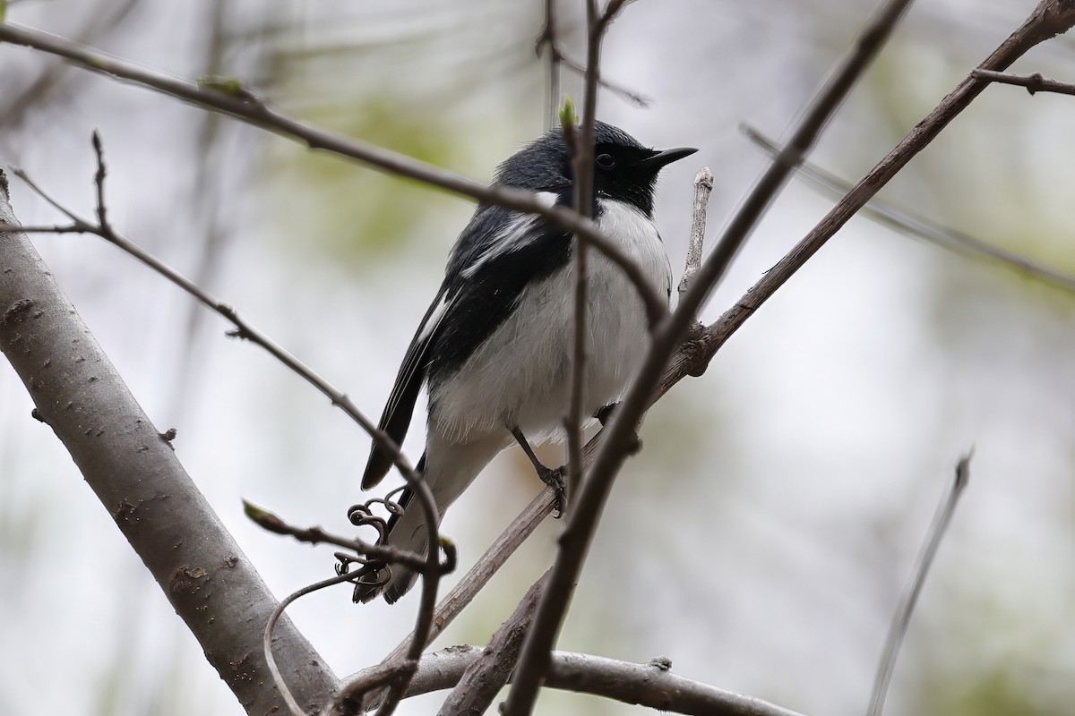 Black-throated Blue Warbler - ML634939228