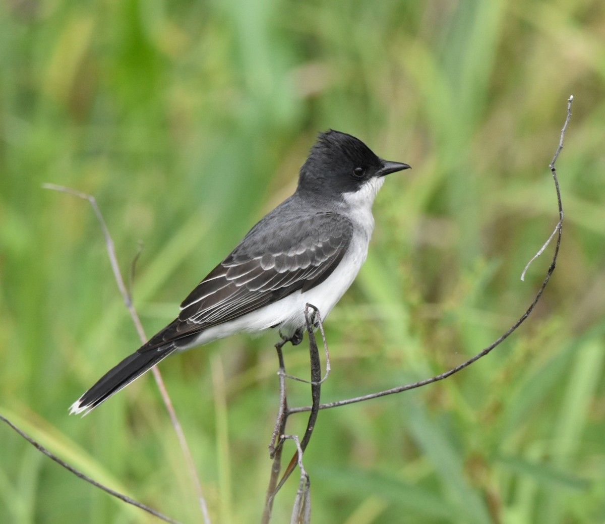 オウサマタイランチョウ - ML634939236