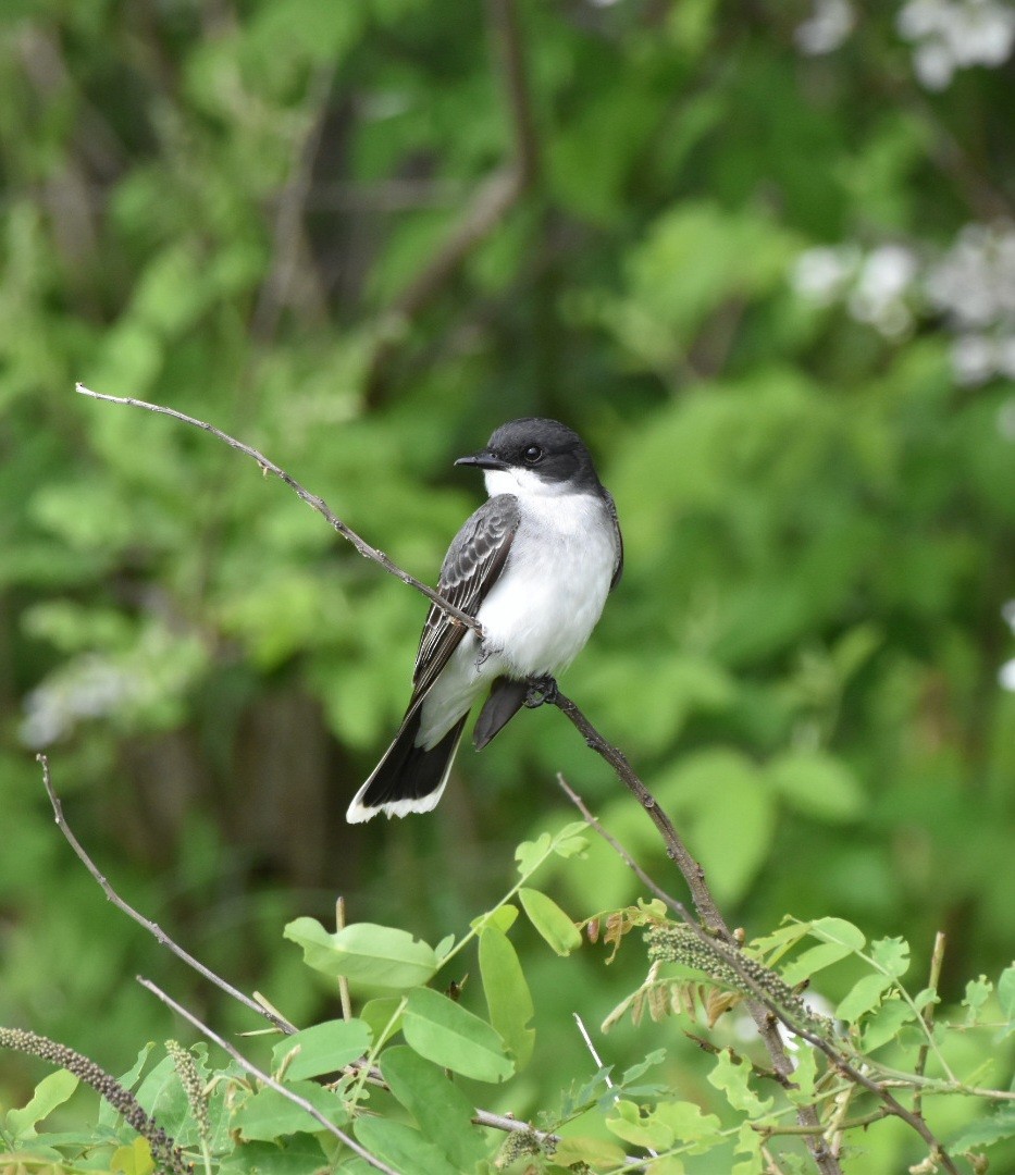 オウサマタイランチョウ - ML634939253
