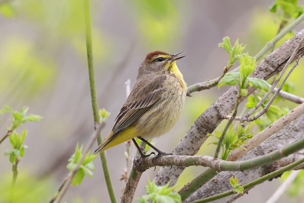 Palm Warbler - ML634939254