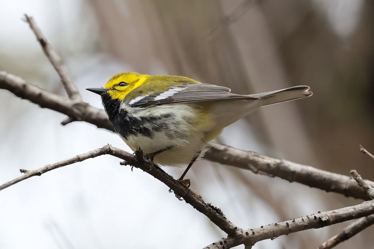 Black-throated Green Warbler - ML634939322