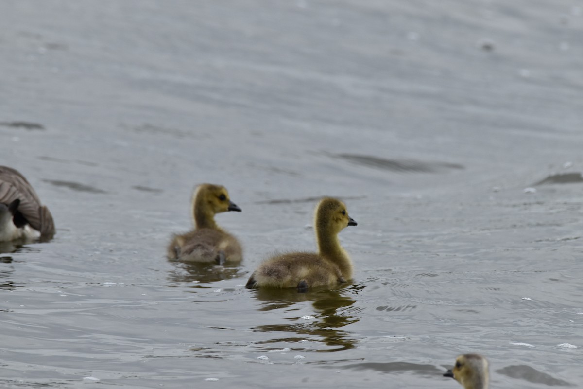 カナダガン - ML634939388