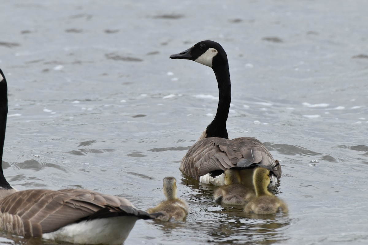 カナダガン - ML634939389