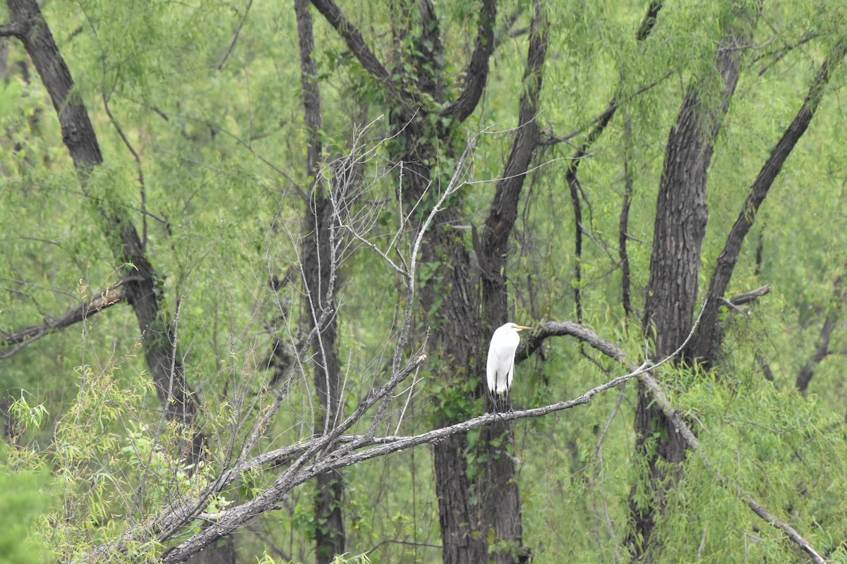 ダイサギ - ML634939436