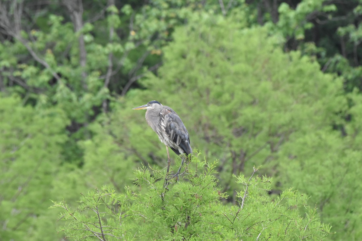 オオアオサギ - ML634939451