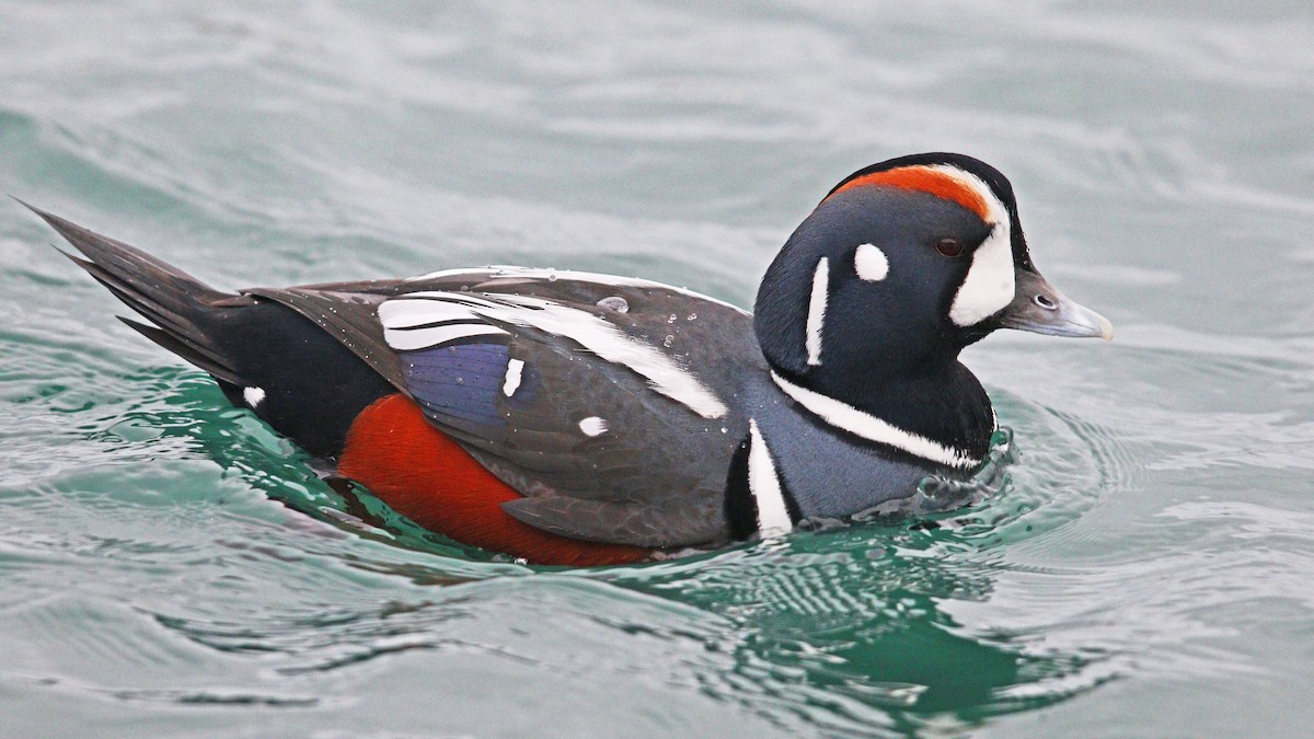 Harlequin Duck - ML634939490