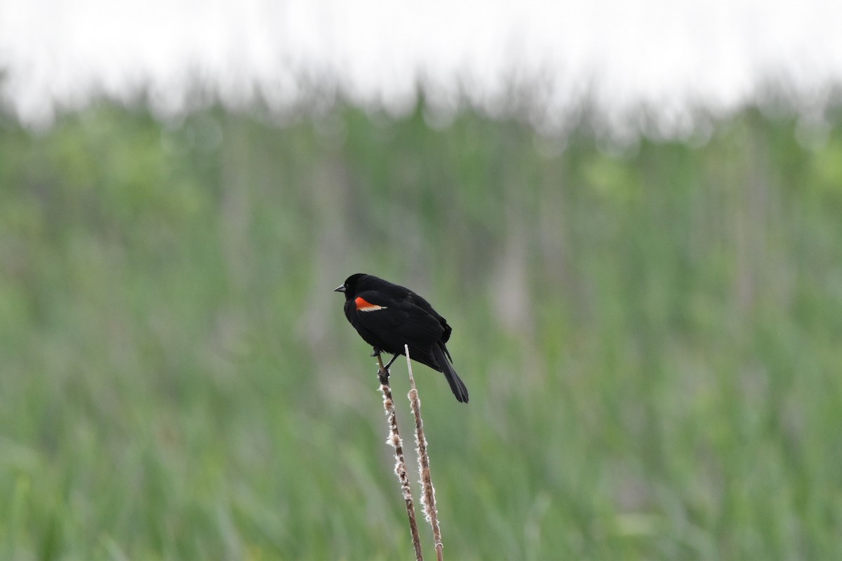 ハゴロモガラス - ML634939533