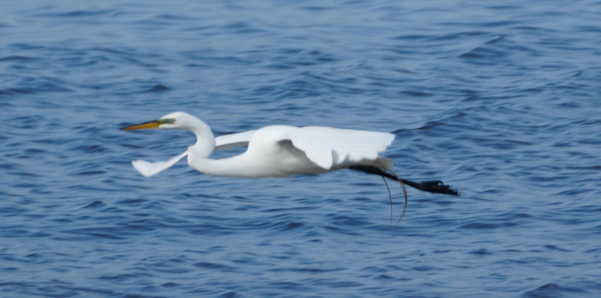 Grande Aigrette - ML634939656