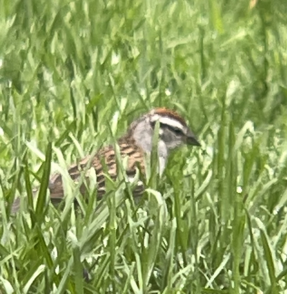 Chipping Sparrow - ML634939956