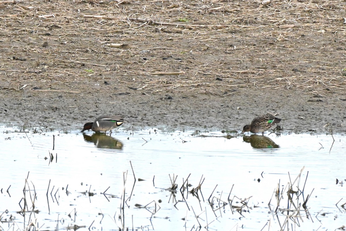 čírka obecná (ssp. crecca x carolinensis) - ML634939964