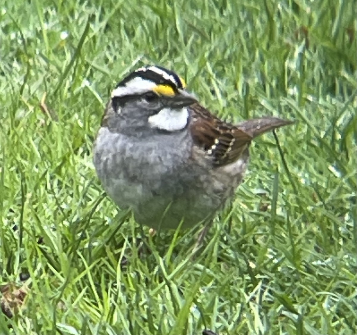 White-throated Sparrow - ML634940011