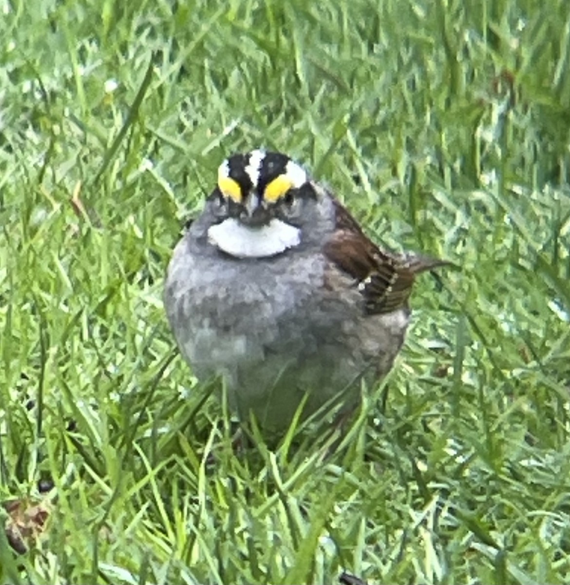 White-throated Sparrow - ML634940012