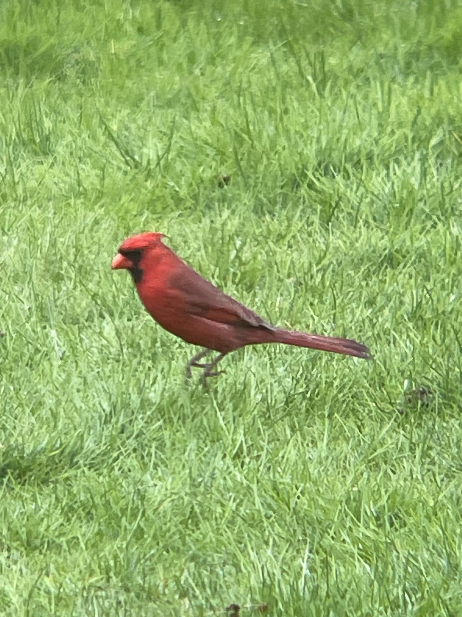 Northern Cardinal - ML634940073