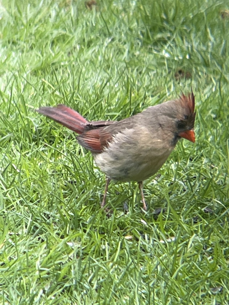 Northern Cardinal - ML634940074