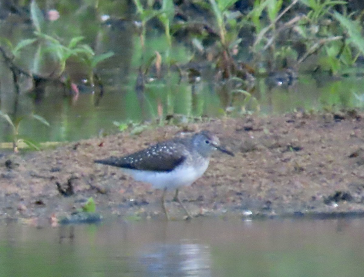 Solitary Sandpiper - ML634940162