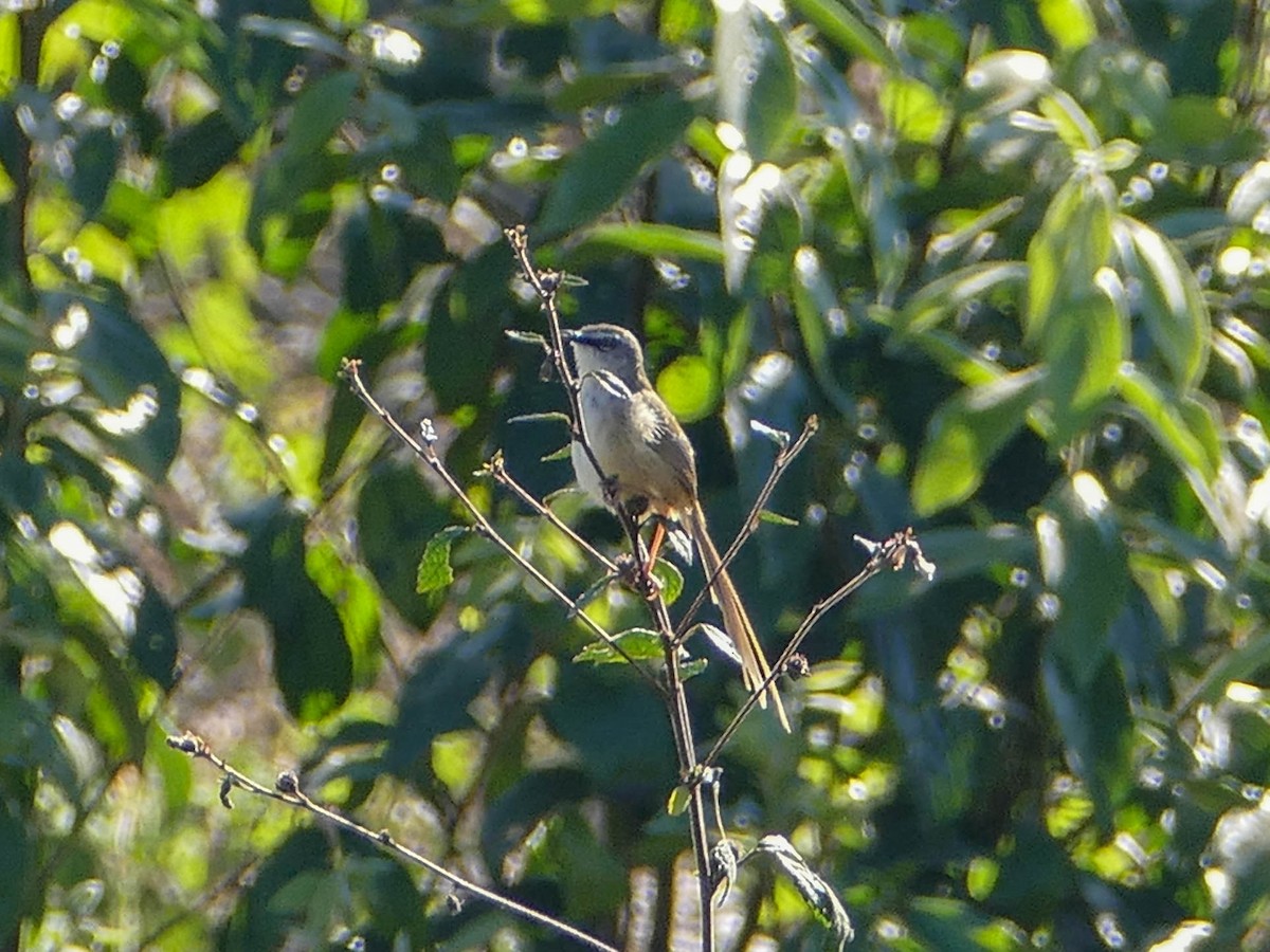 Hill Prinia - ML634940179