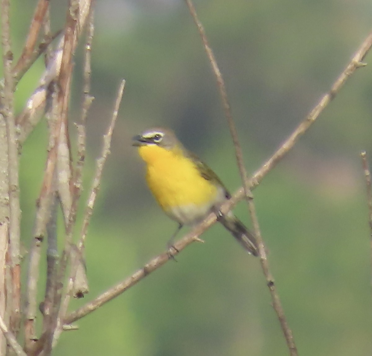 Yellow-breasted Chat - ML634940240