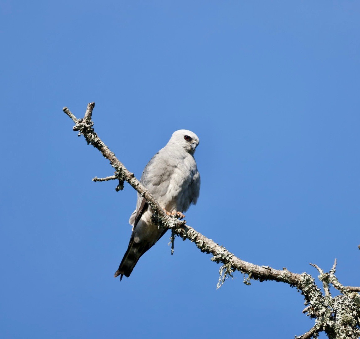 iktinie mississippská - ML634940251