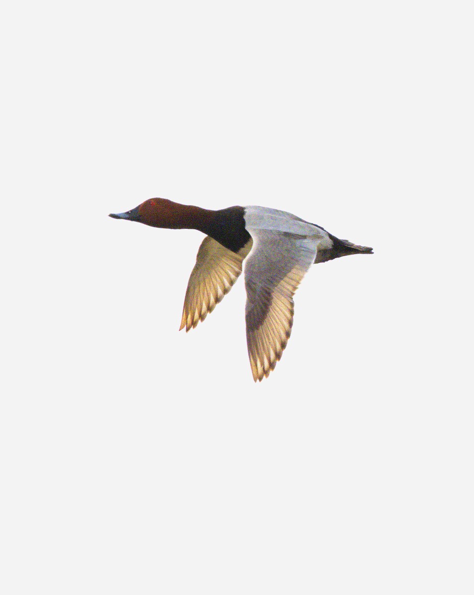 polák velký - ML634940317