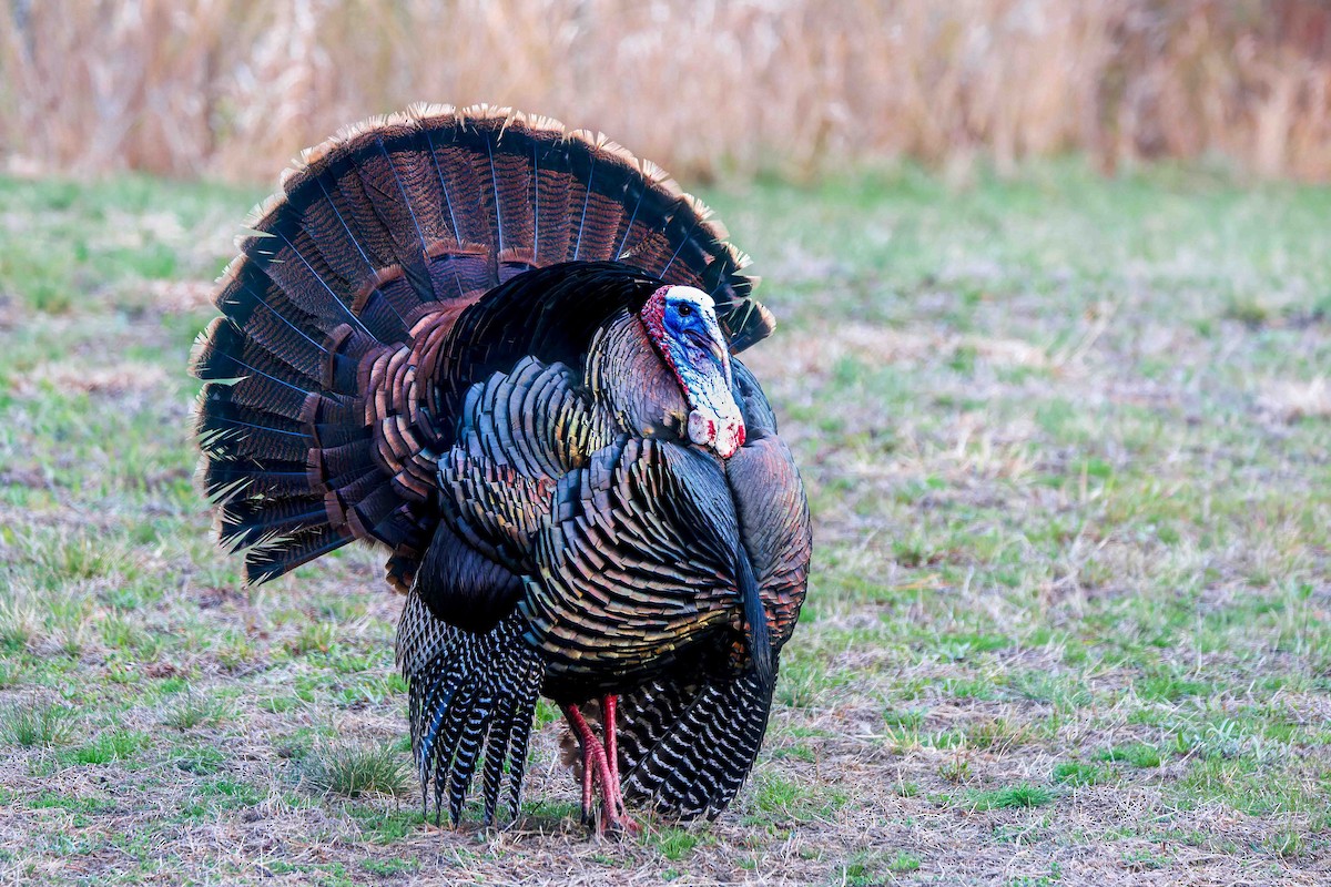 Wild Turkey - ML634940337