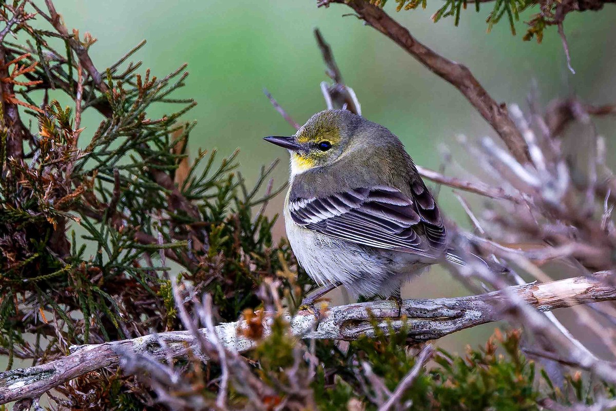 Pine Warbler - ML634940343
