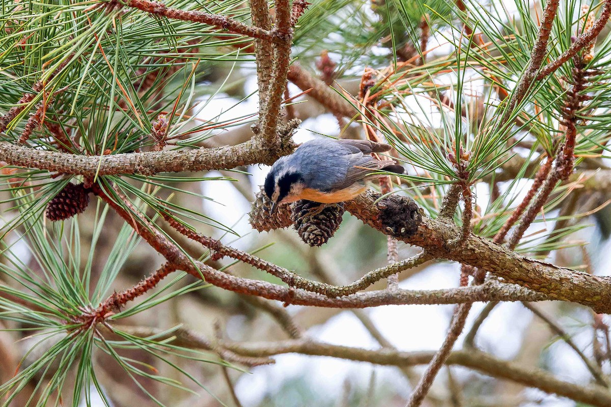 Red-breasted Nuthatch - ML634940346