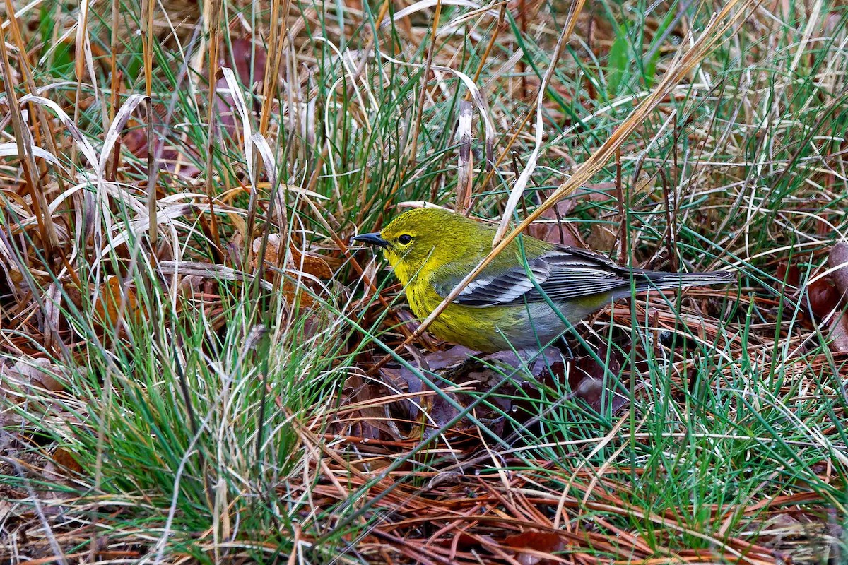 Pine Warbler - ML634940351