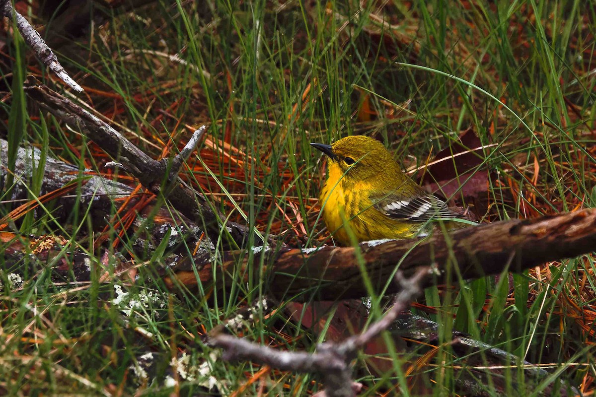Pine Warbler - ML634940352