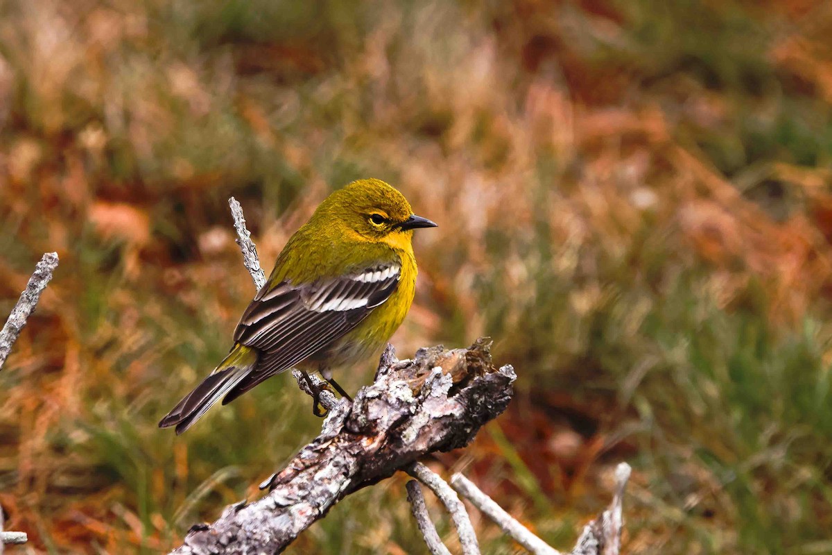 Pine Warbler - ML634940354