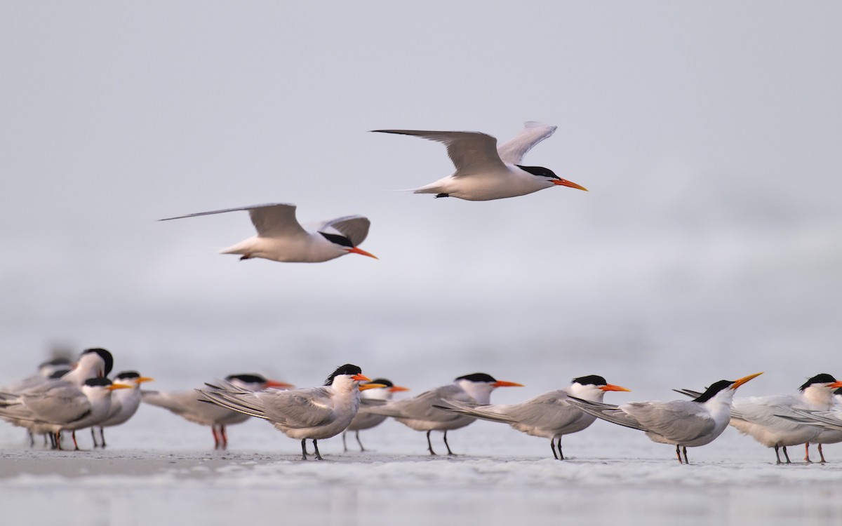 Elegant Tern - ML634940388