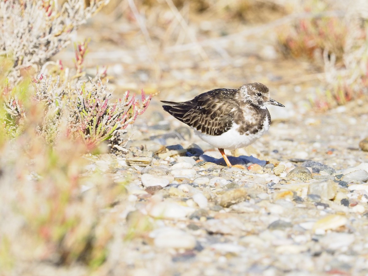 kamenáček pestrý - ML634940425