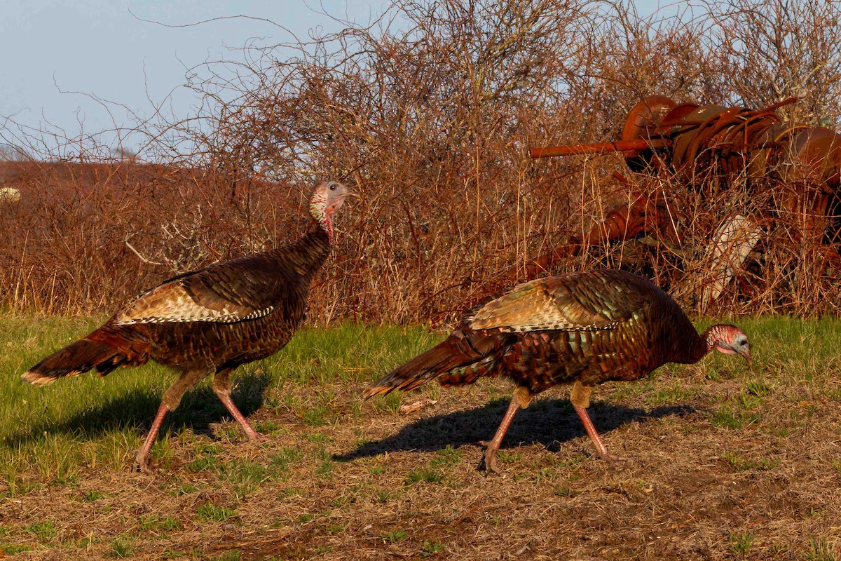 Wild Turkey - ML634940618