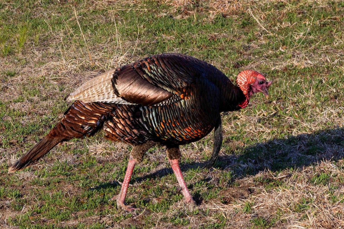 Wild Turkey - ML634940619